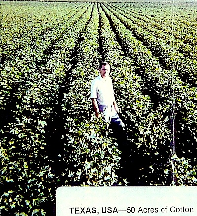 Texas cotton